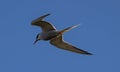 Low angle shot of a sternidae flying in the blue sky Royalty Free Stock Photo