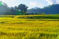 Low angle shot style. fresh paddy rice field, Lush green sunlight and flare beautiful relax landscape background. in CHIANGMAI, Royalty Free Stock Photo