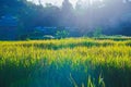 Low angle shot style. fresh paddy rice field, Lush green sunlight and flare beautiful relax landscape background. in CHIANGMAI, Royalty Free Stock Photo