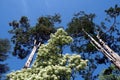 Low angle shot of tall blooming trees under a blue clear sky