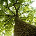 Low angle shot of a tall oak tree trunk Royalty Free Stock Photo