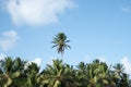 Low angle shot of a tall palm tree surrounded by smaller trees in Little Corn Island Royalty Free Stock Photo