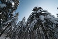 Low angle shot of tall pine trees covered in snow with blue sky. Large group of pine trees shot from low angle Royalty Free Stock Photo