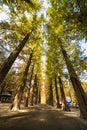 Low angle shot of tall trees with yellow green leaves autumn foliage in Nami Island, South korea Royalty Free Stock Photo