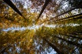 Low angle shot of tall trees with yellow leaves autumn foliage Royalty Free Stock Photo