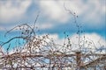 Low angle shot of thin branches on a barb wire fence on a cloudy sky background Royalty Free Stock Photo