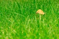 Tiny Mushroom in the green grass Royalty Free Stock Photo