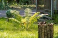 Low-angle shot of a tranquil outdoor scene with a vibrant green fern and stack of logs Background includes a distant building Royalty Free Stock Photo