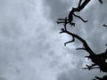 Low angle shot of tree branches under dark storm clouds Royalty Free Stock Photo
