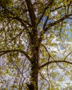 Low-angle shot of a tree with green flowerings against the cloudy sky Royalty Free Stock Photo