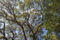 Low angle shot of a tree with green leaves under the beautiful cloudy sky Royalty Free Stock Photo