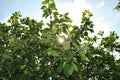 Low angle shot of a tree with the rays of the sun peeking in between the leaves Royalty Free Stock Photo