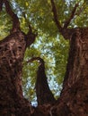 Low angle shot of a tree with three branches Royalty Free Stock Photo