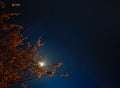 Low-angle shot of the tree touching the moon against a starry night sky