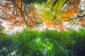 Low angle shot of the trees in Bamboo grove, Kyoto, Japan Royalty Free Stock Photo