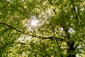 Low angle shot of the trees in a park with the ray of sun peeking in between the leaves Royalty Free Stock Photo