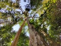 Low angle shot of tall trees with a blue sky in the background. Royalty Free Stock Photo