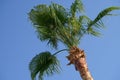 Low angle shot of tropical palm tree against a blue sky Royalty Free Stock Photo