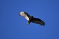 Low angle shot of a Turkey Vulture flying under a blue sky on a sunny day in California