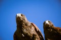 Low angle shot of two bald eagles under a clear blue sky Royalty Free Stock Photo