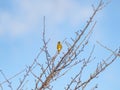 Low angle shot of two Oriental Greenfinch perched on tree branch Royalty Free Stock Photo
