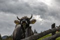 Low angle shot of a Tyrol Grey grazing on a farm on a cloudy day