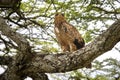 Low angle shot of a Wahlberg's eagle on a tree in Tanzania Royalty Free Stock Photo