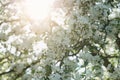 Low angle shot of white apple blossom tree in sunny day Royalty Free Stock Photo