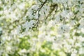 Low angle shot of white apple blossom tree in sunny day Royalty Free Stock Photo