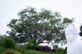 Low angle shot of white Buddha statue defocsued and a huge tree with green leaves in the bakcground Royalty Free Stock Photo