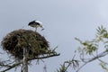 Low-angle shot of a white stork on its nest against the blue sky Royalty Free Stock Photo