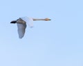 Low angle shot of a white tundra swan flying under a beautiful blue sky Royalty Free Stock Photo