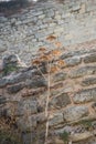 Low angle shot of wilting plant with a stone wall in the background Royalty Free Stock Photo