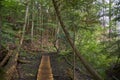 Low angle shot of a wooden narrow pathway in a dense forest in Canada