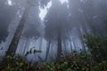 Low angle shot of Woodlands with tall trees in winter Royalty Free Stock Photo