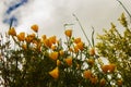 Low angle shot of yellow California poppy flowers in the field Royalty Free Stock Photo