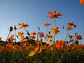 Low angle shot of a yellow Cosmos Bipinnata Hort flowers under a clear blue sky Royalty Free Stock Photo