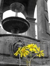 Low angle shot of a yellow flower on a grayscale background Royalty Free Stock Photo