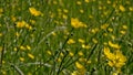 Low angle side view oon bright yellow buttercup flowers - Ranunculus bulbosus