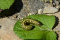 Low angle side view of spurge hawk-moth caterpillar Hyles euphorbiae Royalty Free Stock Photo