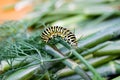 Low angle side view of spurge hawk-moth caterpillar Hyles euphorbiae Royalty Free Stock Photo