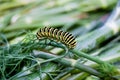 Low angle side view of spurge hawk-moth caterpillar Hyles euphorbiae Royalty Free Stock Photo