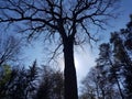 Low angle silhouette of Bismarck Oak tree against blue sky in the Bee Forest, Germany