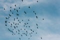 Low angle of silhouettes of flying birds Royalty Free Stock Photo