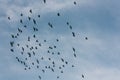 Low angle of silhouettes of flying birds Royalty Free Stock Photo