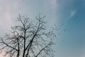 Low angle of silhouettes of flying birds with tree