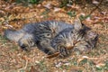 Low angle small cute adorable kitten laying on sawdust Royalty Free Stock Photo