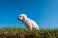 Low angle small cute white Maltese dog sitting on green grass and looking away