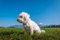 Low angle small cute white Maltese dog sitting on green grass meadow and looking away