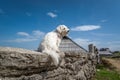 Low angle small cute white Maltese dog sitting on stone wall and looking away